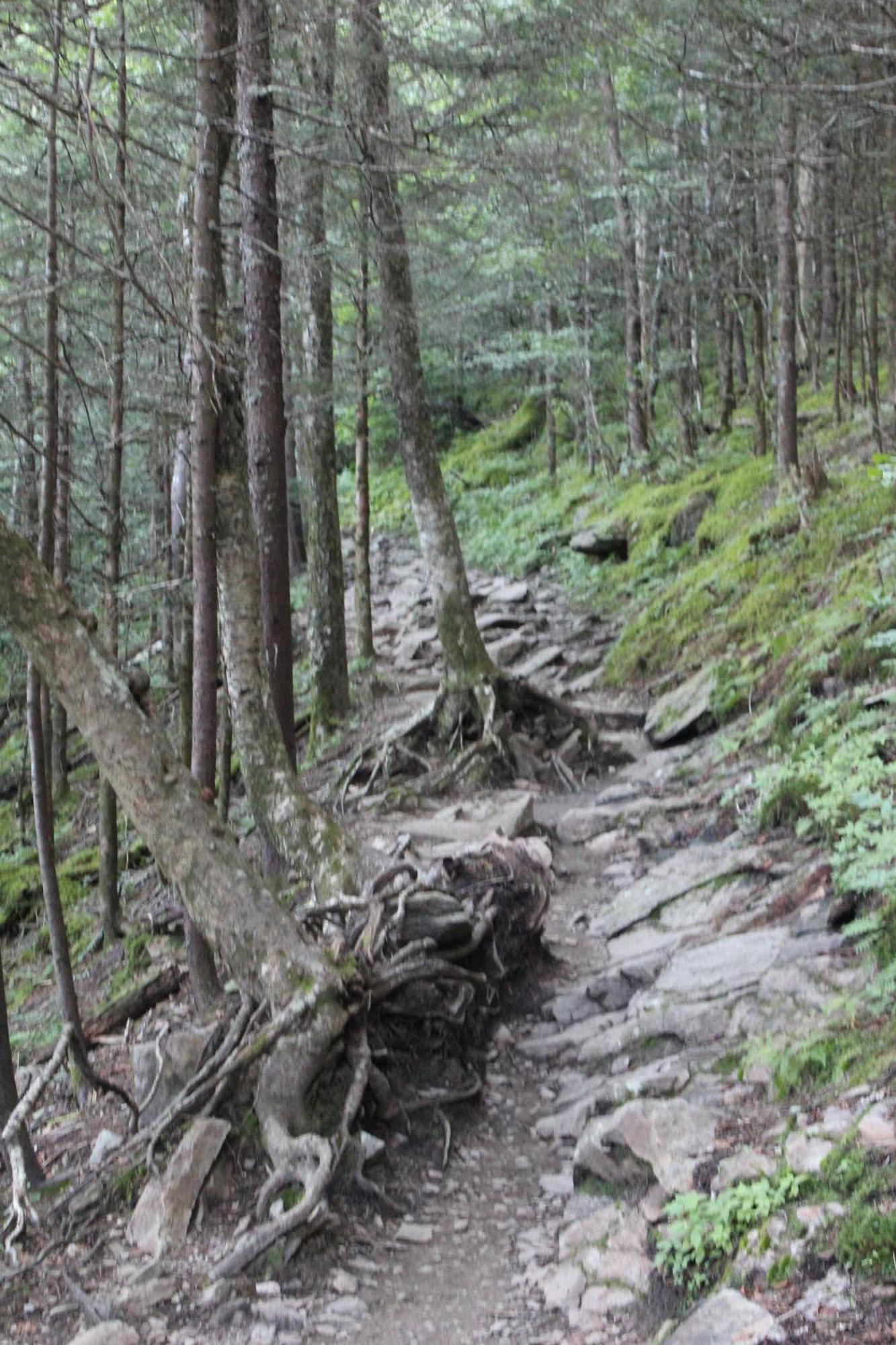 Bear Necessities, Luxury 5Bd Mtn Views, Hot Tub, Many Bear Sightings Villa Gatlinburg Kültér fotó
