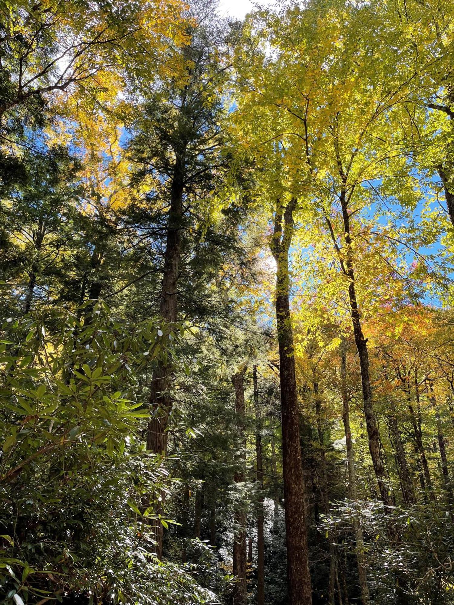 Bear Necessities, Luxury 5Bd Mtn Views, Hot Tub, Many Bear Sightings Villa Gatlinburg Kültér fotó