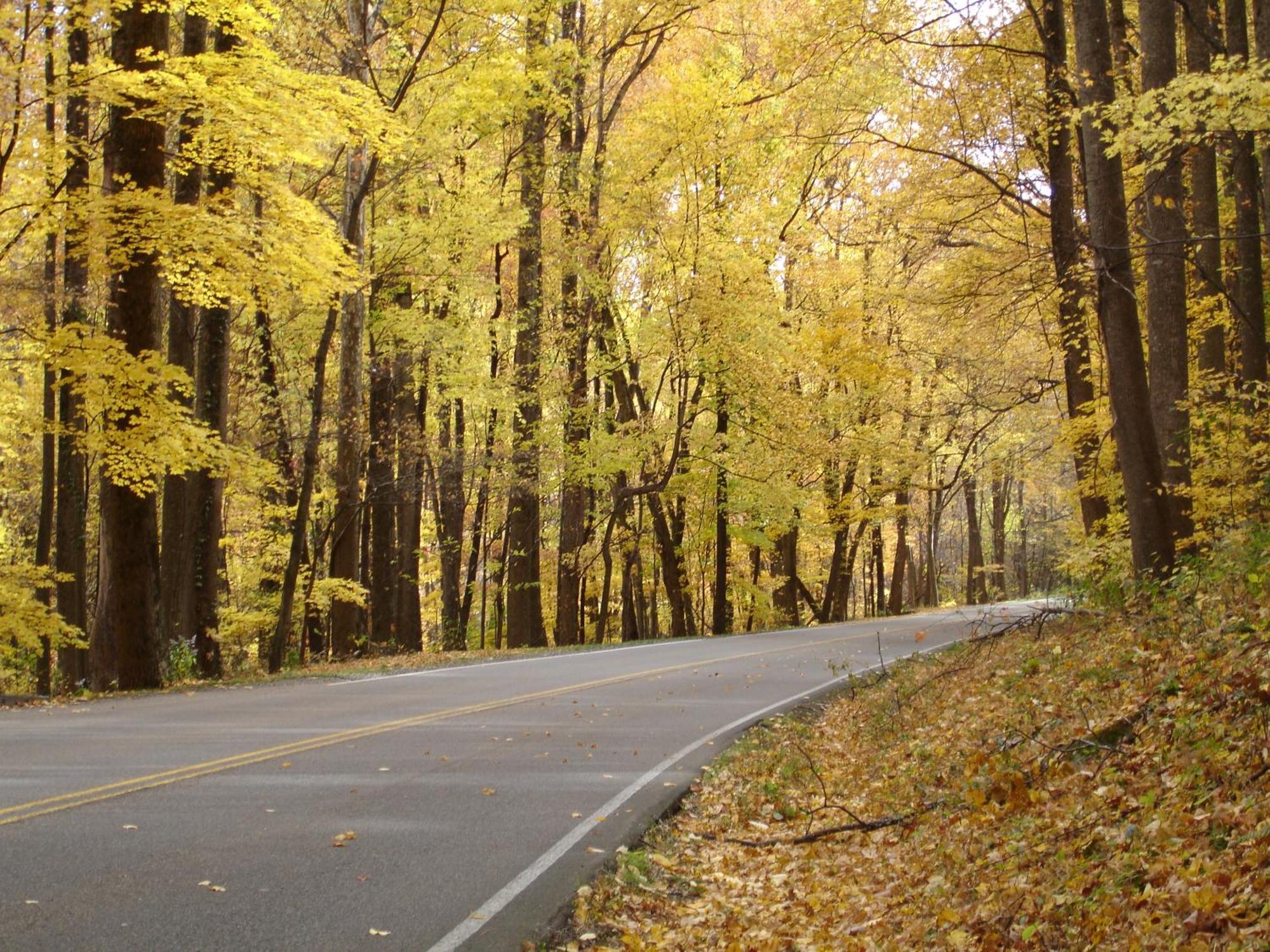 Bear Necessities, Luxury 5Bd Mtn Views, Hot Tub, Many Bear Sightings Villa Gatlinburg Kültér fotó