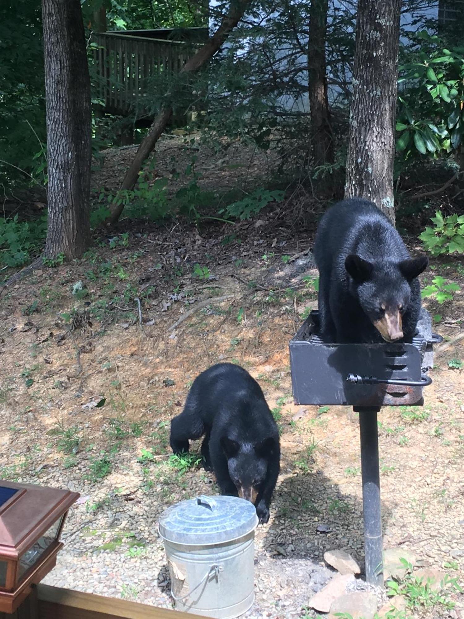 Bear Necessities, Luxury 5Bd Mtn Views, Hot Tub, Many Bear Sightings Villa Gatlinburg Kültér fotó