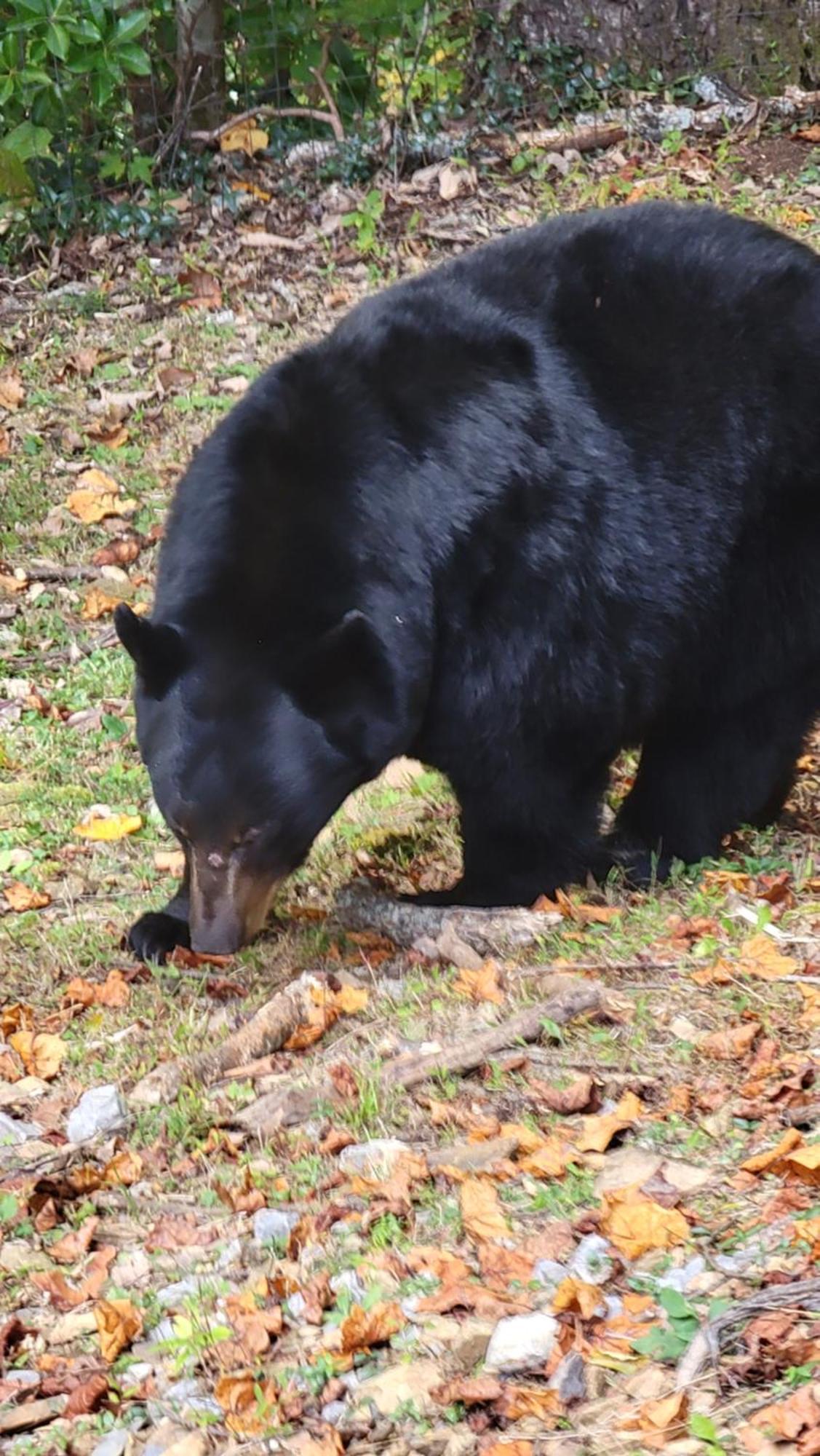 Bear Necessities, Luxury 5Bd Mtn Views, Hot Tub, Many Bear Sightings Villa Gatlinburg Kültér fotó
