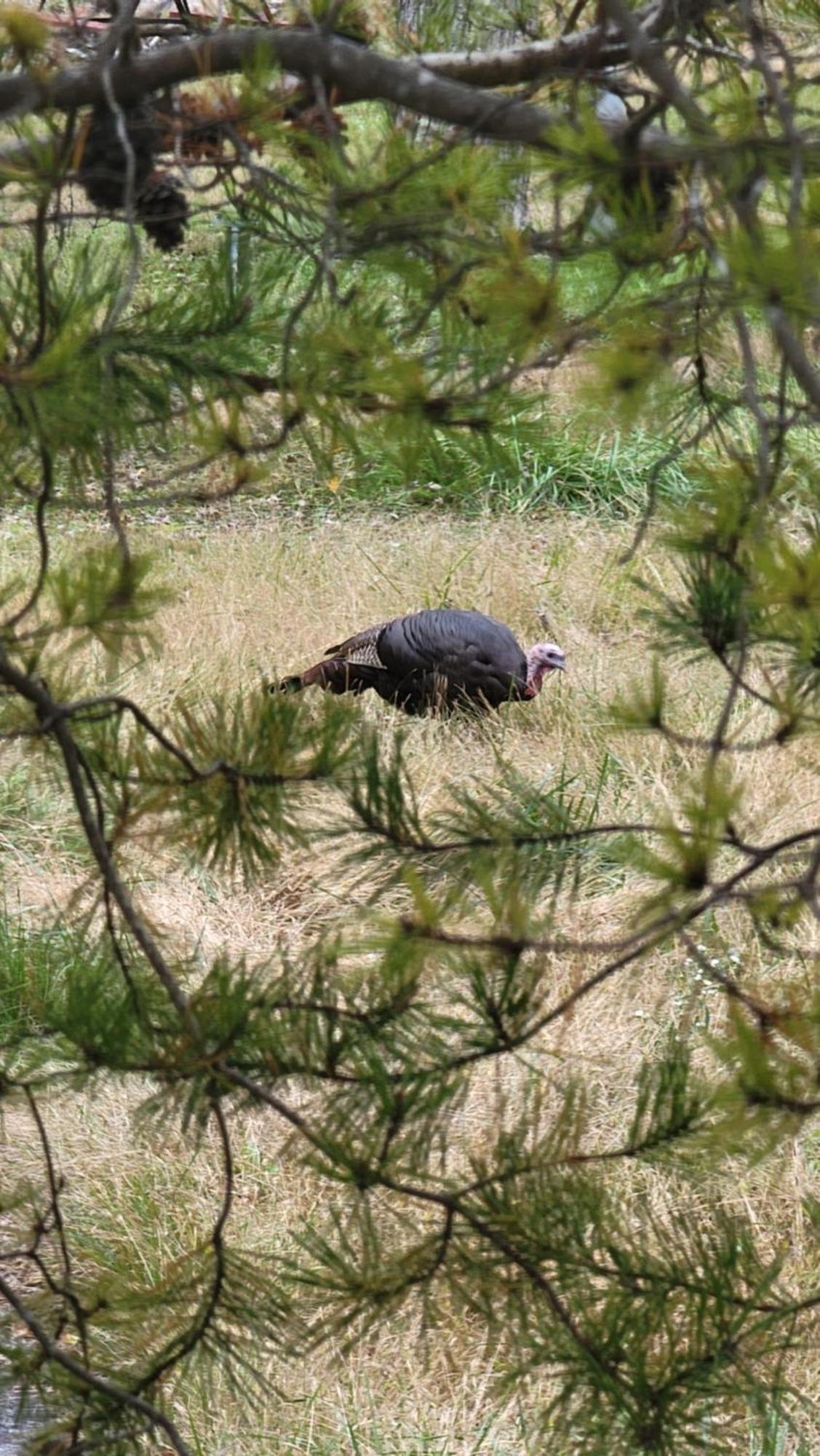 Bear Necessities, Luxury 5Bd Mtn Views, Hot Tub, Many Bear Sightings Villa Gatlinburg Kültér fotó